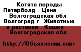 Котята породы Петерболд › Цена ­ 7 000 - Волгоградская обл., Волгоград г. Животные и растения » Кошки   . Волгоградская обл.